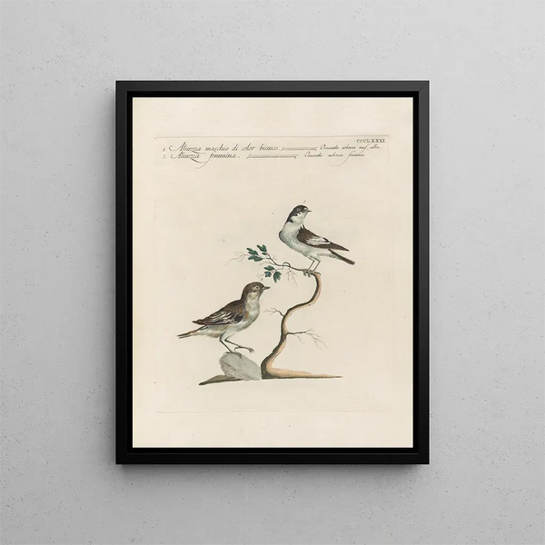 L'ornithologia metodicamente digerita Pl363 - Saverio Manetti — quadro incorniciato alla parete