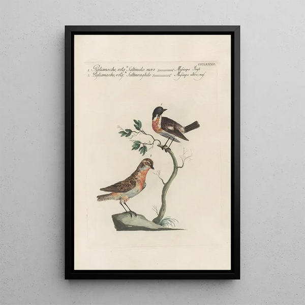 Ornithologia methodice digesta Pl364 - Saverio Manetti — quadro incorniciato alla parete