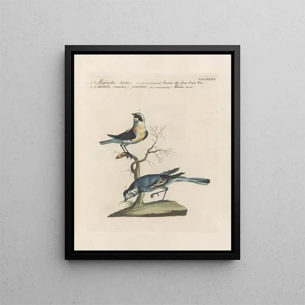 L'ornithologie metodicamente digerita Pl366 - Saverio Manetti — quadro incorniciato alla parete