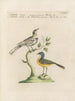 L'ornithologia metodicamente digerita Pl367 - Saverio Manetti — vista dell’opera