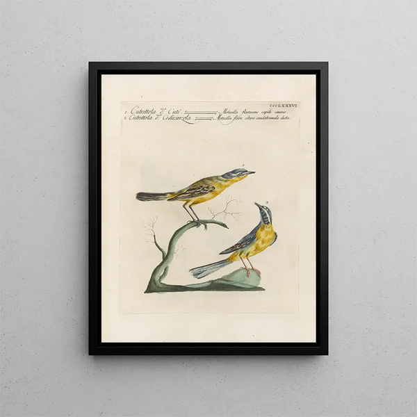 Ornithologie metodicamente digerito Pl368 - Saverio Manetti — quadro incorniciato alla parete