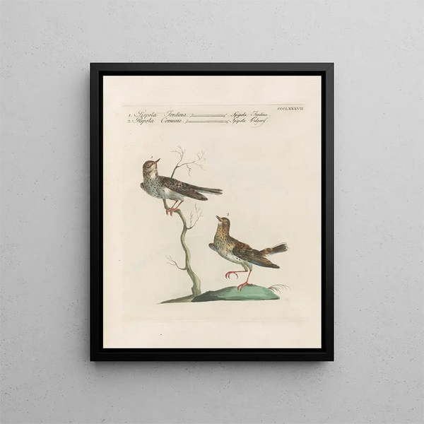 Saverio Manetti - Ornithologia methodice digesta Pl369.webp