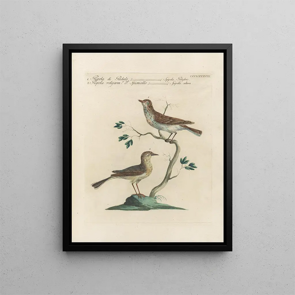 Ornithologie metodicamente digerita Pl370 - Saverio Manetti — quadro incorniciato alla parete