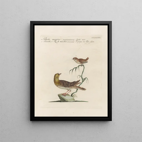 L'ornithologie metodicamente digerita Pl371 - Saverio Manetti — quadro incorniciato alla parete
