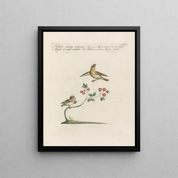 Ornithologie metodicamente digerito Pl372 - Saverio Manetti — quadro incorniciato alla parete