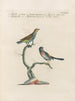 L'ornithologia metodicamente digerita Pl373 - Saverio Manetti — vista dell’opera