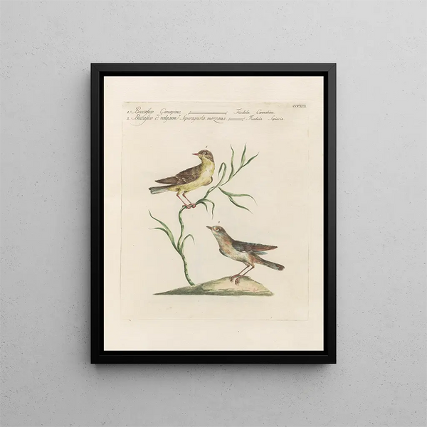 Saverio Manetti - Ornithologia methodice digesta Pl374.webp