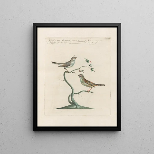 Ornithologie metodicamente digerito Pl375 - Saverio Manetti — quadro incorniciato alla parete