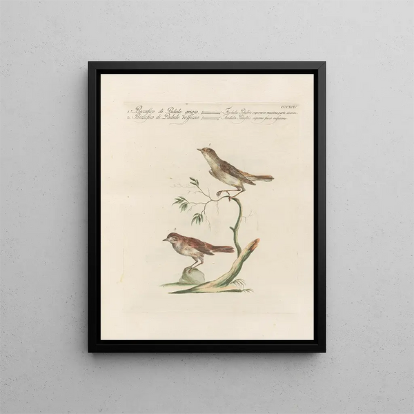 L'ornithologie ha digerito metodicamente Pl376 - Saverio Manetti — quadro incorniciato alla parete