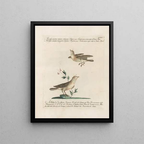 L'ornithologie ha digerito metodicamente Pl377 - Saverio Manetti — quadro incorniciato alla parete