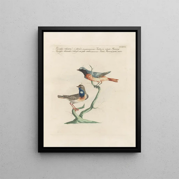 Ornithologie metodicamente digerito Pl379 - Saverio Manetti — quadro incorniciato alla parete