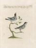 Ornithologie metodicamente digerito Pl380 - Saverio Manetti — vista dell’opera