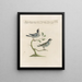 Ornithologie metodicamente digerito Pl380 - Saverio Manetti — quadro incorniciato alla parete