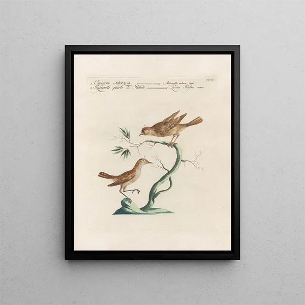 L'ornithologie ha digerito metodicamente Pl381 - Saverio Manetti — quadro incorniciato alla parete