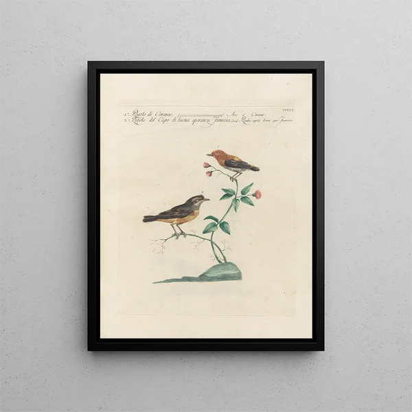 L'ornithologie ha digerito metodicamente Pl383 - Saverio Manetti — quadro incorniciato alla parete