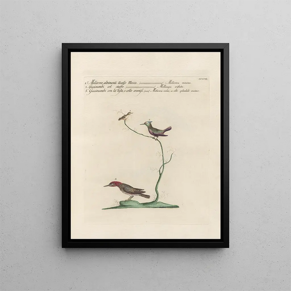 Ornithologie metodicamente digerito Pl384 - Saverio Manetti — quadro incorniciato alla parete