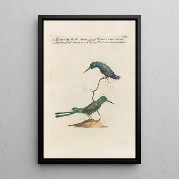 Ornithologia methodice digesta Pl385 - Saverio Manetti — quadro incorniciato alla parete