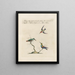 Ornithologie metodicamente digerito Pl386 - Saverio Manetti — quadro incorniciato alla parete