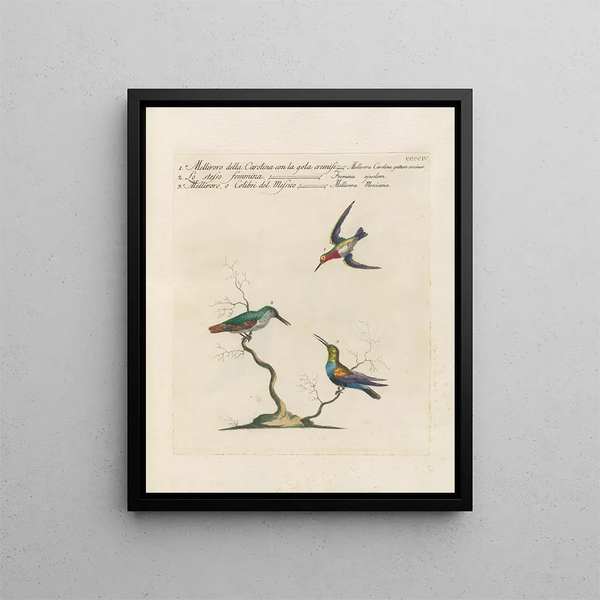 Ornithologie metodicamente digerito Pl386 - Saverio Manetti — quadro incorniciato alla parete