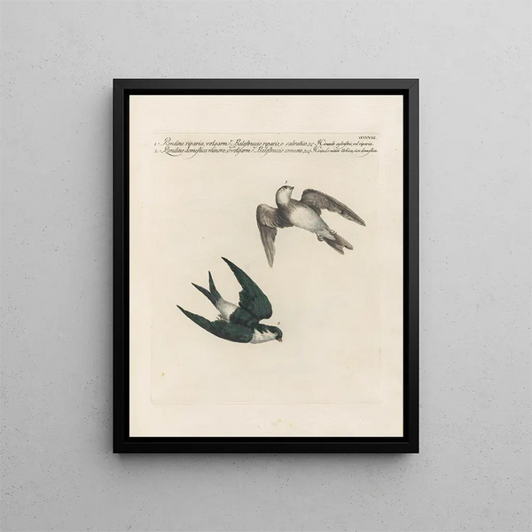Ornithologie metodicamente digerito Pl390 - Saverio Manetti — quadro incorniciato alla parete