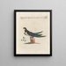 Ornithologie metodicamente digerito Pl395 - Saverio Manetti — quadro incorniciato alla parete