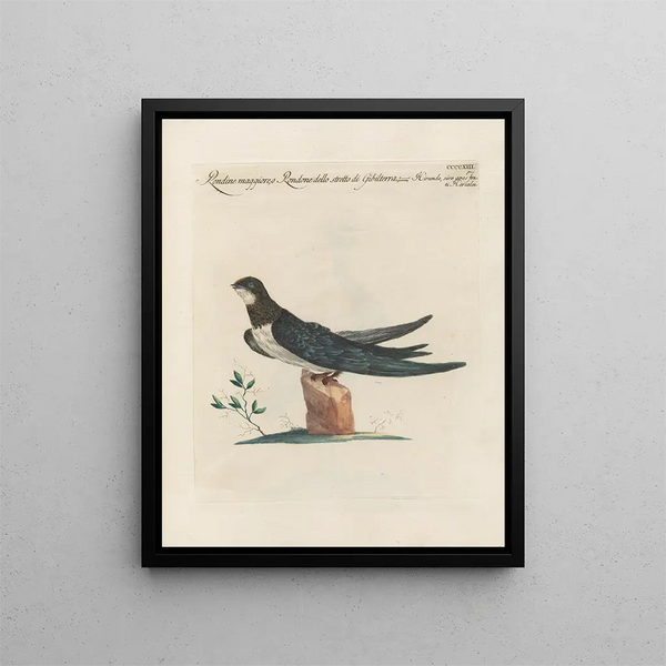 Ornithologie metodicamente digerito Pl395 - Saverio Manetti — quadro incorniciato alla parete