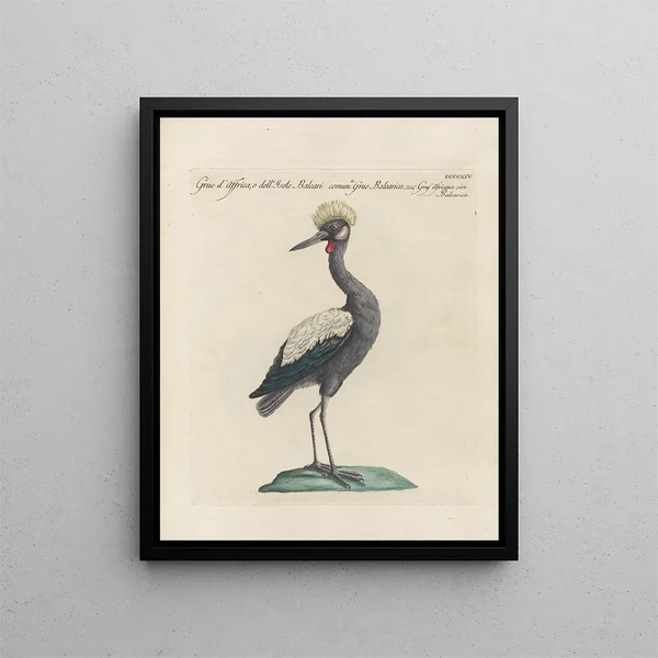 Saverio Manetti - Ornithologia methodice digesta Pl396.webp