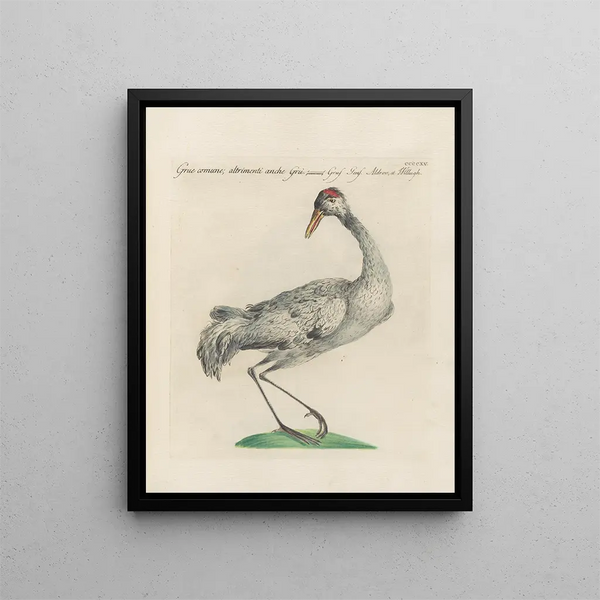 L'ornithologie ha digerito metodicamente Pl397 - Saverio Manetti — quadro incorniciato alla parete