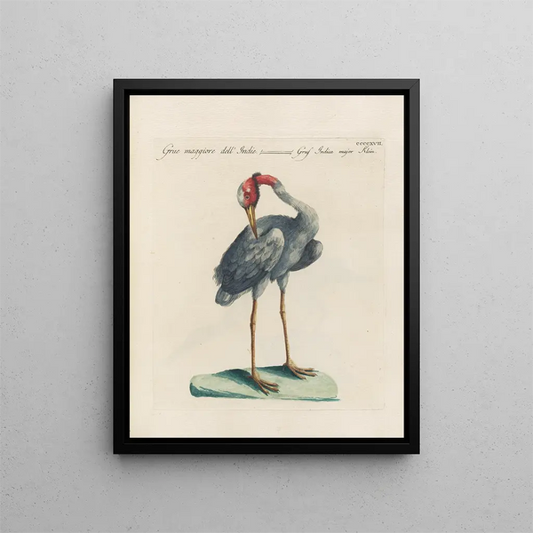 Ornithologie metodicamente digerito Pl399 - Saverio Manetti — quadro incorniciato alla parete