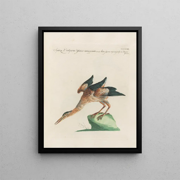 Saverio Manetti - Ornithologia methodice digesta Pl400.webp