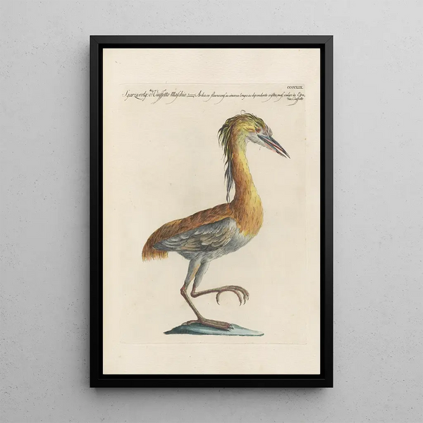 Ornithologia methodice digesta Pl401 - Saverio Manetti — quadro incorniciato alla parete