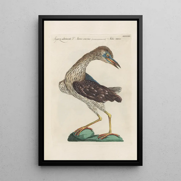 Ornithologia methodice digesta Pl403 - Saverio Manetti — quadro incorniciato alla parete