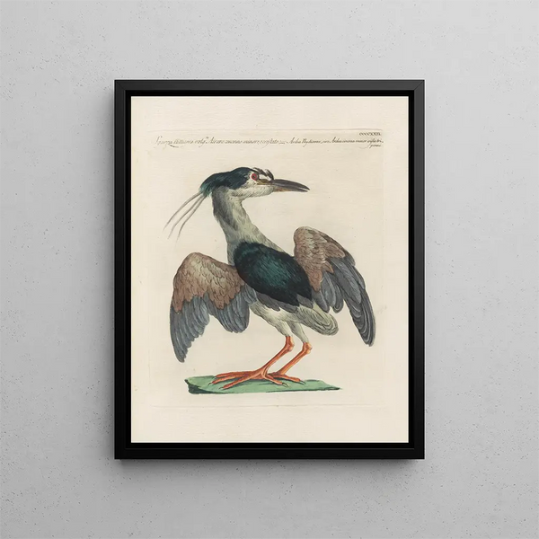 L'ornithologie ha digerito metodicamente Pl404 - Saverio Manetti — quadro incorniciato alla parete