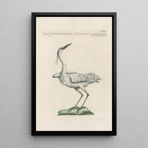 Ornithologia methodice digesta Pl406 - Saverio Manetti — quadro incorniciato alla parete
