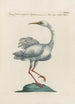 Ornithologia methodice digesta Pl408 - Saverio Manetti — vista dell’opera