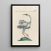 Ornithologia methodice digesta Pl408 - Saverio Manetti — quadro incorniciato alla parete
