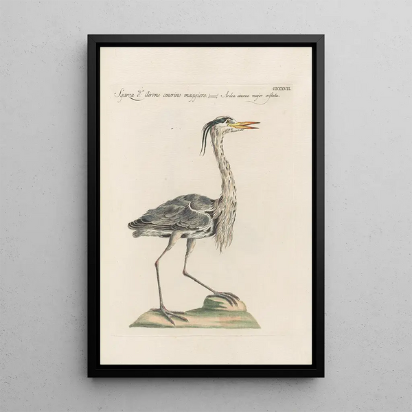 Ornithologia methodice digesta Pl409 - Saverio Manetti — quadro incorniciato alla parete