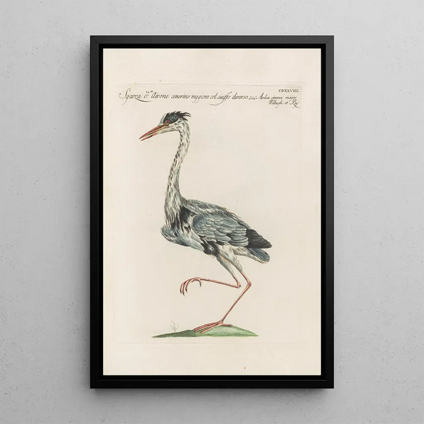 Ornithologia methodice digesta Pl410 - Saverio Manetti — quadro incorniciato alla parete