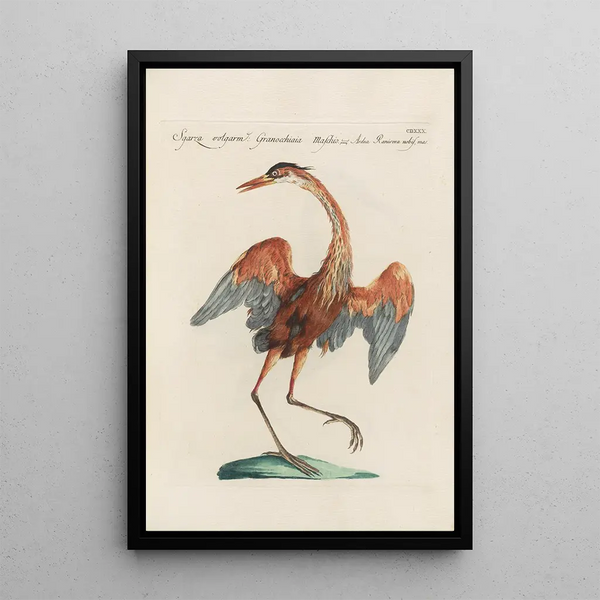 Ornithologia methodice digesta Pl412 - Saverio Manetti — quadro incorniciato alla parete