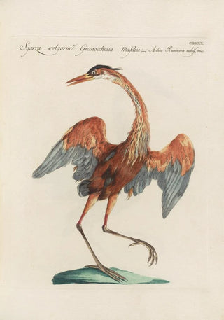 Saverio Manetti - Ornithologia methodice digesta Pl412.webp