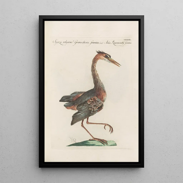 Ornithologia methodice digesta Pl413 - Saverio Manetti — quadro incorniciato alla parete