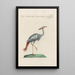 Ornithologia methodice digesta Pl417 - Saverio Manetti — quadro incorniciato alla parete