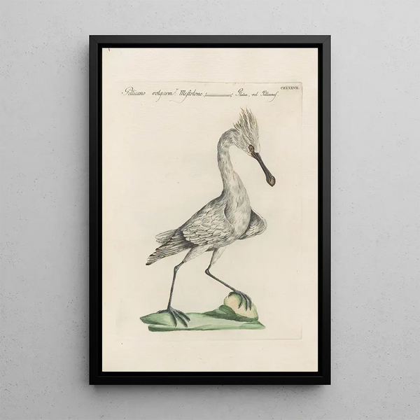 Ornithologia methodice digesta Pl419 - Saverio Manetti — quadro incorniciato alla parete