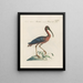 L'ornithologie ha digerito metodicamente Pl421 - Saverio Manetti — quadro incorniciato alla parete