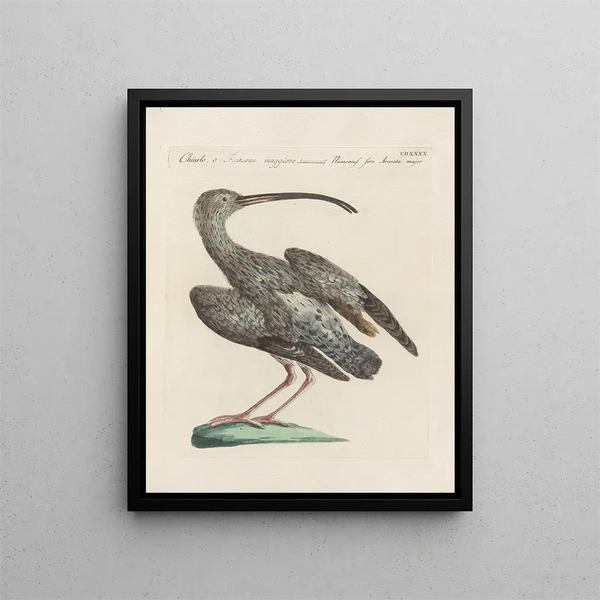 L'ornithologie ha digerito metodicamente Pl422 - Saverio Manetti — quadro incorniciato alla parete