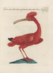 Ornithologia methodice digesta Pl424 - Saverio Manetti — vista dell’opera