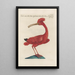 Ornithologia methodice digesta Pl424 - Saverio Manetti — quadro incorniciato alla parete