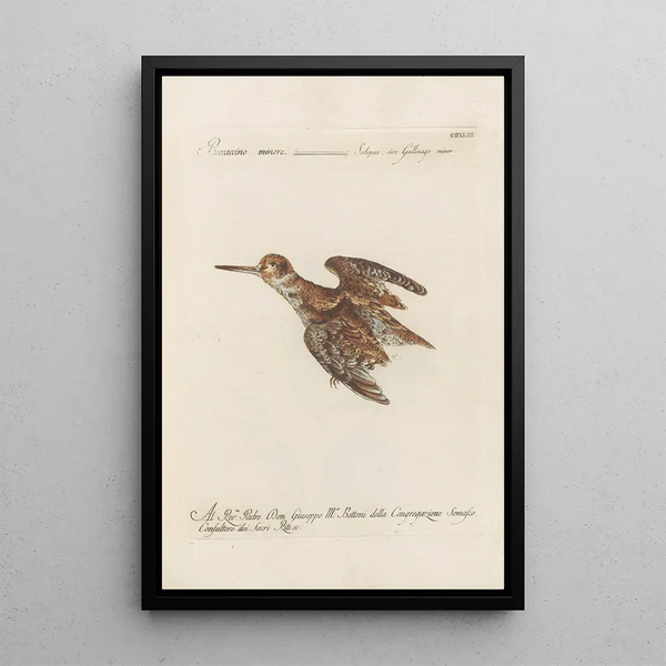 Ornithologia methodice digesta Pl425 - Saverio Manetti — quadro incorniciato alla parete