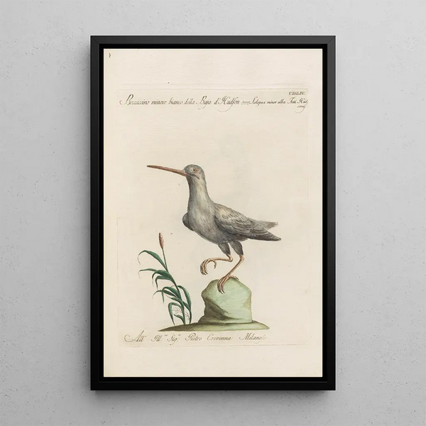 Ornithologia methodice digesta Pl426 - Saverio Manetti — quadro incorniciato alla parete