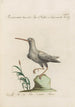 Ornithologia methodice digesta Pl426 - Saverio Manetti — vista dell’opera